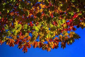 Image result for Fall Leaf Flyer Backgrounds