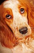 Image result for Field Spaniel