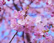 Image result for Flowers in Japan Province