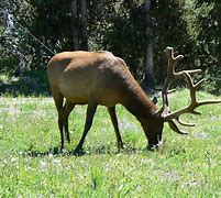 Image result for Irish Elk Comarison