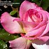 Image result for Secret Hybrid Tea Rose