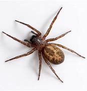 Image result for DIY Halloween Spider