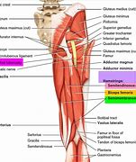 Image result for Hamstring Muscle Pain