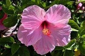 Image result for Hibiscus Flower Colors