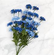 Image result for Cornflower Blue Flowers