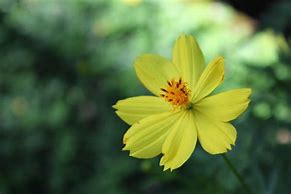 Image result for Brown Flower Background