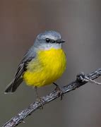 Image result for Eastern Yellow Robin