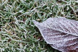 Image result for Giant Leaf Pile