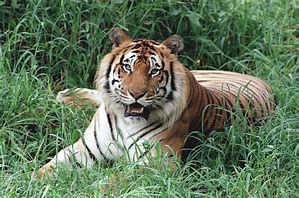 Image result for Bengal Tiger Panthera Tigris