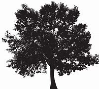 Image result for Big Tree Silhouette