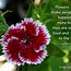 Image result for Rose Sayings