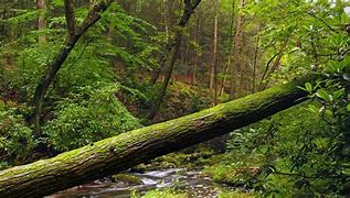 Image result for Jungle Tree Images