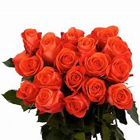 Image result for Coral Colored Roses