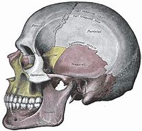 Image result for Skull Cut Out Side View