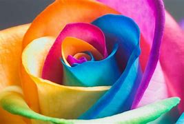 Image result for Green and Yellow Roses