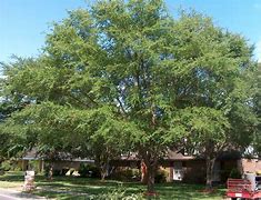 Image result for Beautiful Elm Tree