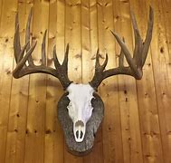 Image result for Mull Deer Skull