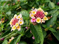 Image result for Dusty Rose Color Flowers