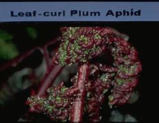 Image result for Elm Leaf Curl Aphid