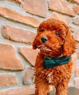 Image result for Miniature Schnauzer Cocker Spaniel Mix