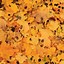 Image result for Maple Tree Diseases On Leaves