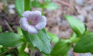 Image result for Dusty Mauve Paint