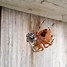 Image result for Cat-Faced Orb Weaver Spider