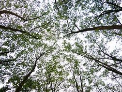 Image result for Tree Branch Crystal Chandelier