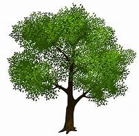 Image result for Tree Logog PNG