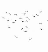 Image result for Bird Silhouette Animation Sheet