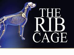 Image result for Flat Rib Cage in Infants