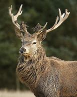 Image result for Flaming Stag Head