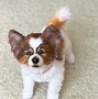 Image result for Papillon Dog Toys