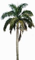 Image result for Palm Tree Leaf Coloring Page