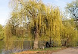 Image result for Willow Tree Stencil