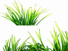 Image result for Cartoon Grass Background PNG