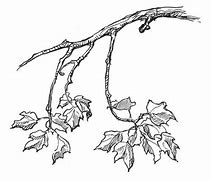 Image result for Tree Branch Line Art