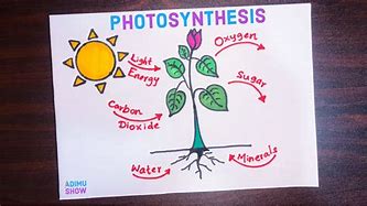 Image result for Photosynthesis Steps Diagram