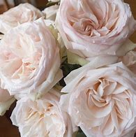 Image result for Faux Garden Roses White