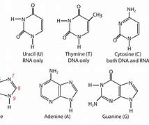 Image result for Nitrogenous Bases Hydrogen Bonds