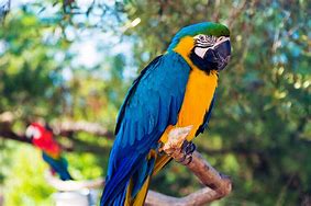 Image result for Blue Parrot