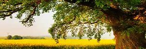 Image result for Oak Tree Header