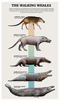 Image result for evolution of animals