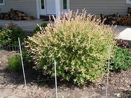 Image result for Nishiki Dappled Willow Tree