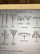 Image result for Flower Inflorescence Types