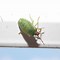 Image result for Hawthorn Shield Bug