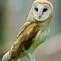 Image result for Serious Owl