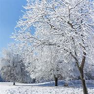 Image result for Snowy Tree Branches