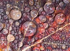 Image result for Inside Paint Aspen Leaf Color