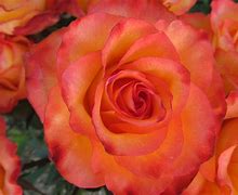 Image result for Coral Colored Roses with Names